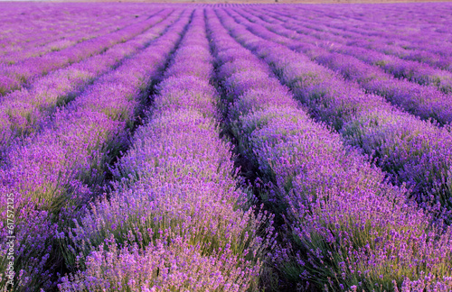Plantation of lavender. Flowers of fragrant lavender closeup on a sunset background.