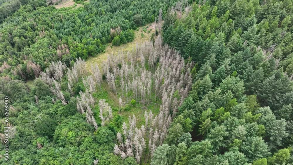 Aerial view of dead trees - forest dieback - Waldsterben, Germany Aerial view of dead trees - forest dieback - Waldsterben, Germany
