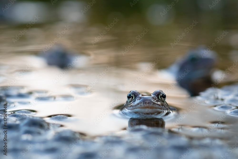 Frog and spawn Frog and spawn