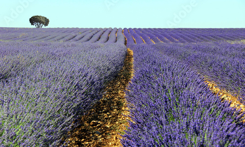 Lavender fields in Brihuega (Spain)