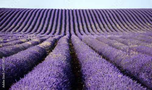 Lavender fields in Brihuega (Spain)