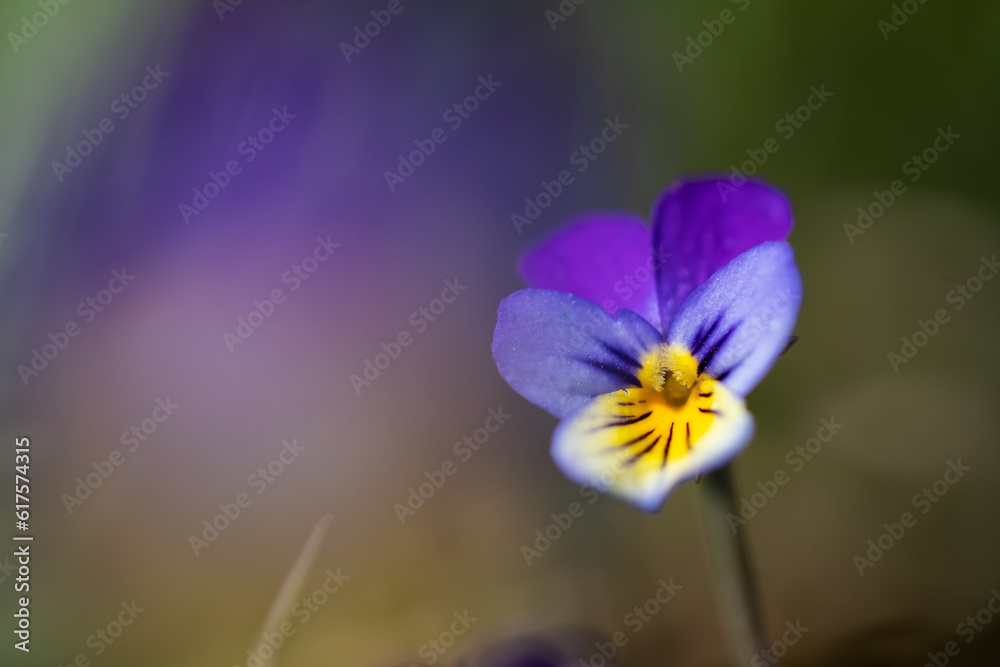 Fototapeta premium Flower of wild pansy.