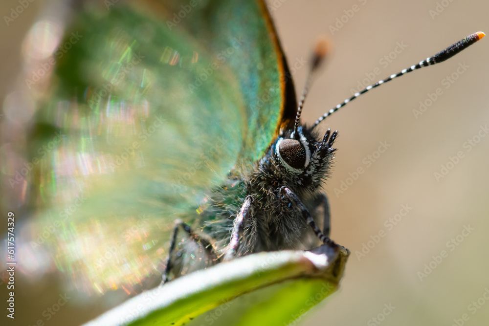 Obraz premium Green hairstreak with sparkle in wings