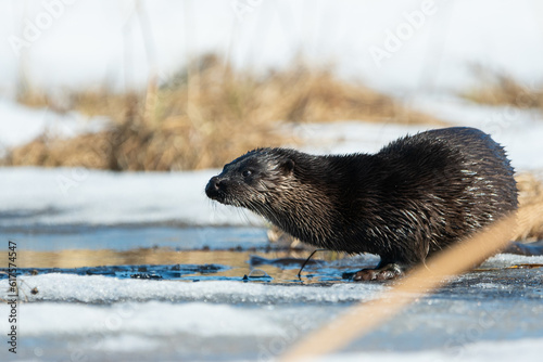 Otter on the ice