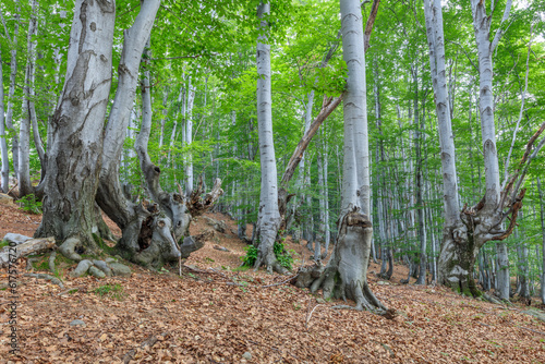 beech forest in the Valcan Mountains, Romania