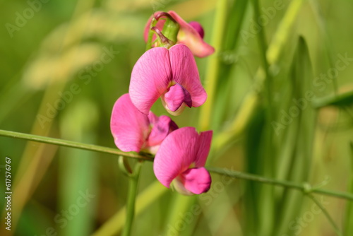 Pink Sweet Pea Flowers with a Green Background