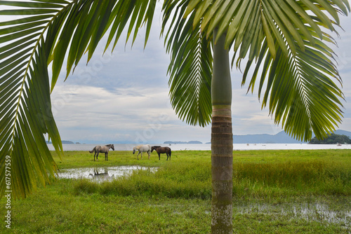 Horses at the beach