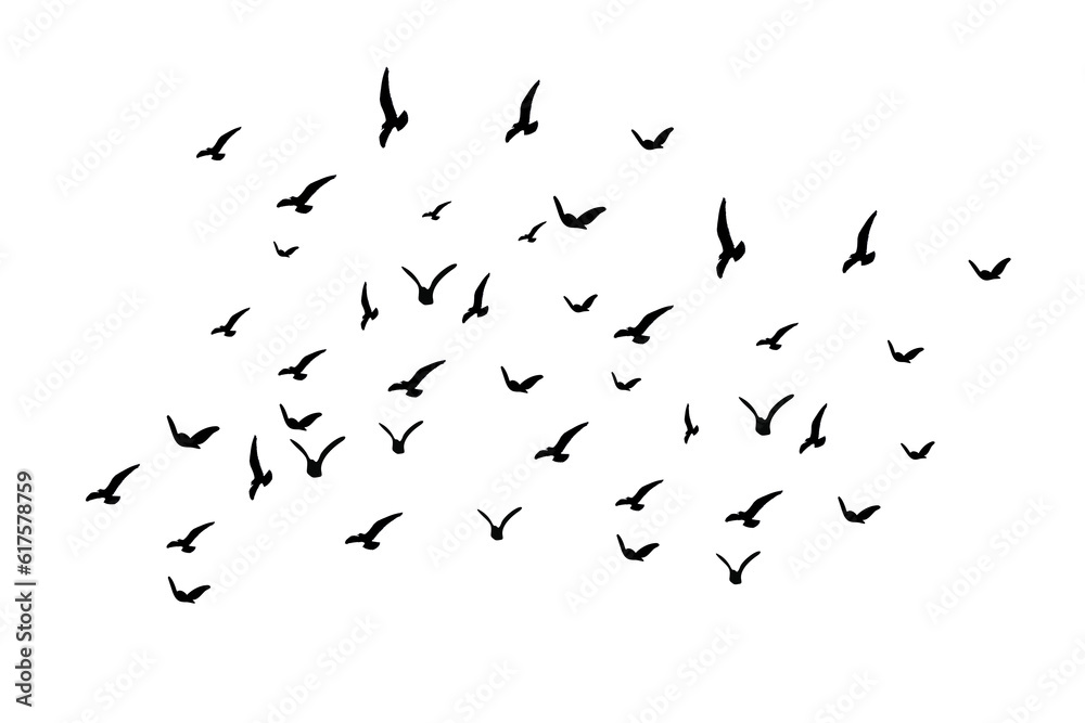flock of birds flying in PNG