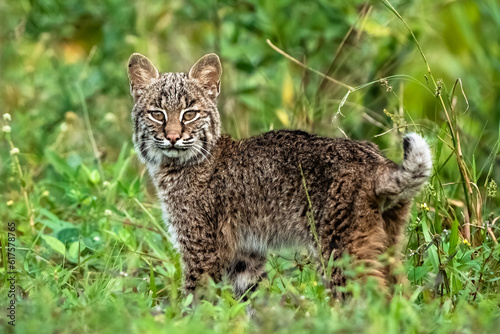 bobcat in the grass