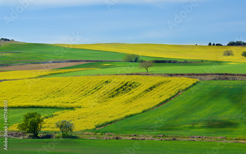 Portuguese Rustic Landscape with Green Grass and Yellow Flowers Fields and Olive Trees on Blue Sky Horizon in Sunny Day Outdoors