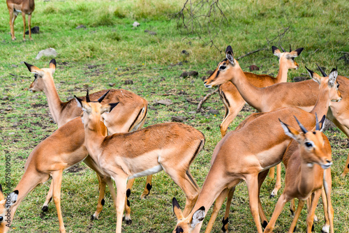 Closeup image of bunch of deer with horns