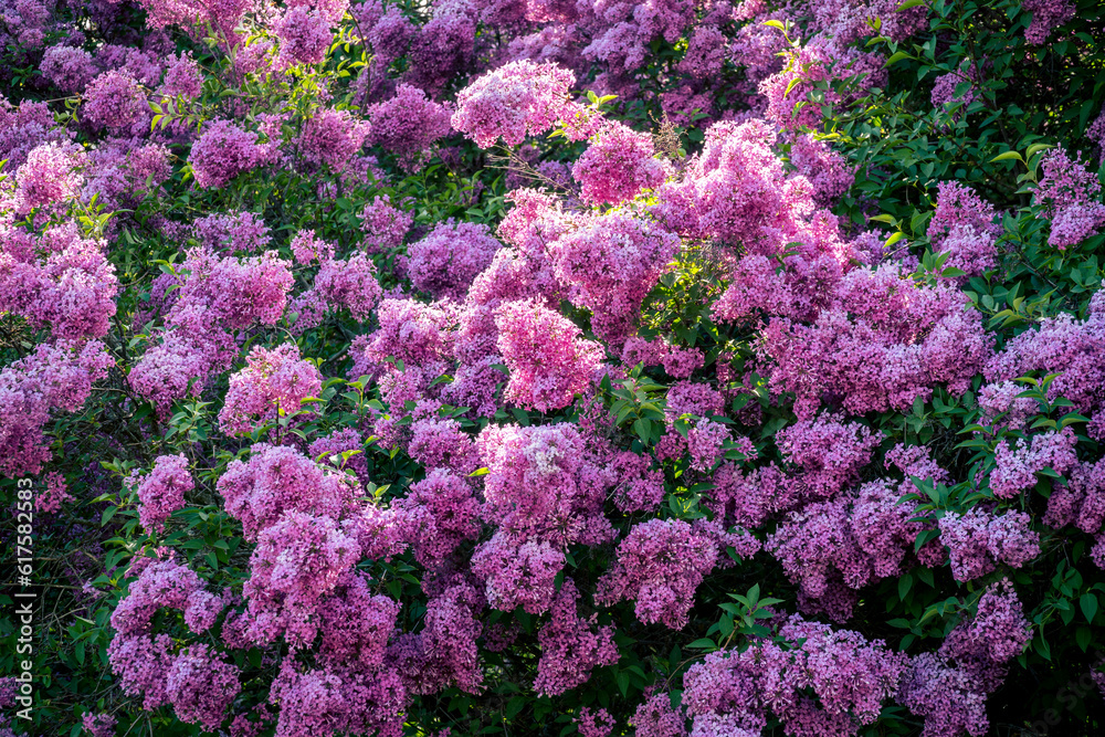 spring blooming lilac trees in a botanical garden spring blooming lilac trees in a botanical garden