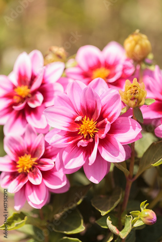 Pink Dahlia flower called Fascination is found in Mexico and is the national flower.