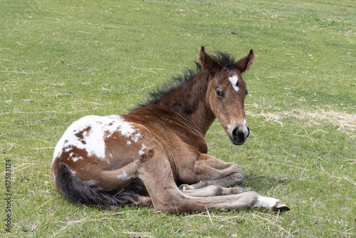 Photo Outdoor rural image taken on a farm of a cute, dark colored Appaloosa foal lying on green grass with its legs curled under it