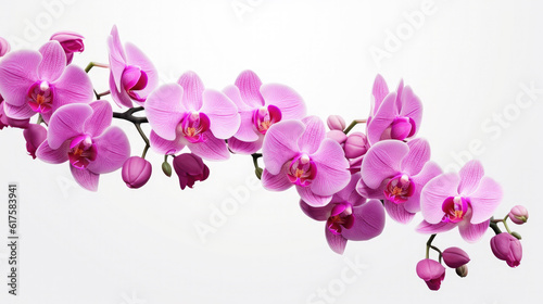 Orchid flowers on white background  Generative A