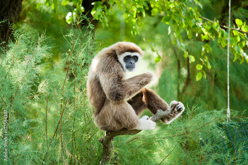 Canvas Print A white hand gibbon sitting on a tree relaxing and looking around