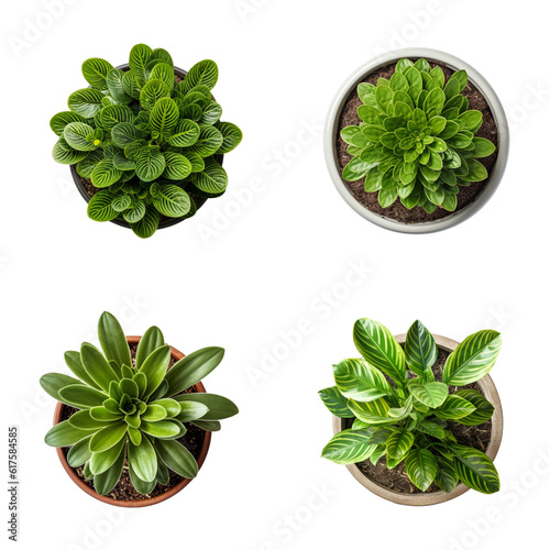 Top view set of various potted house plants on transparent background. template for interior scene