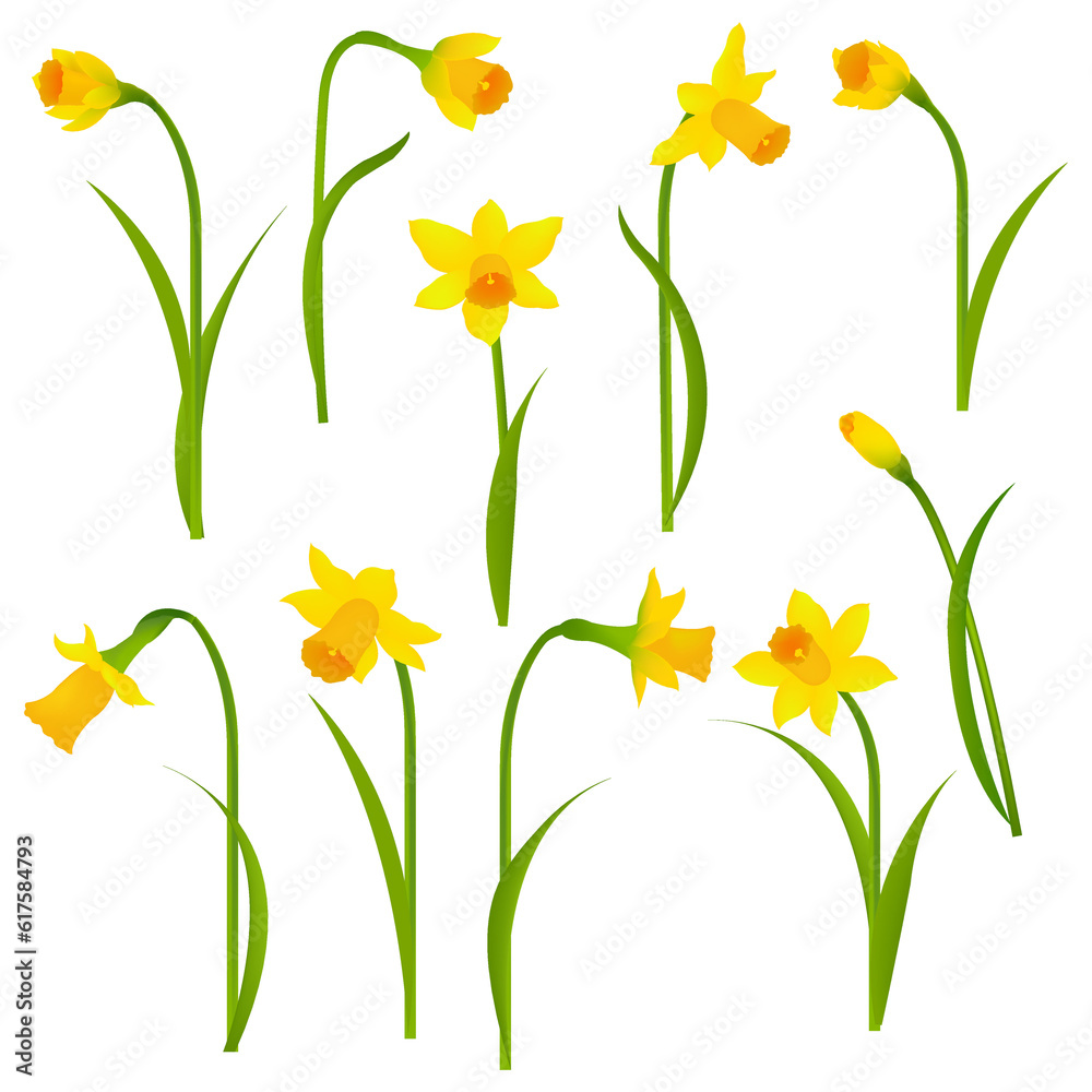 Narcissus Set With Gradient Mesh, Vector Illustration