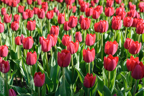 Beautiful view of red tulips under morning sunlight