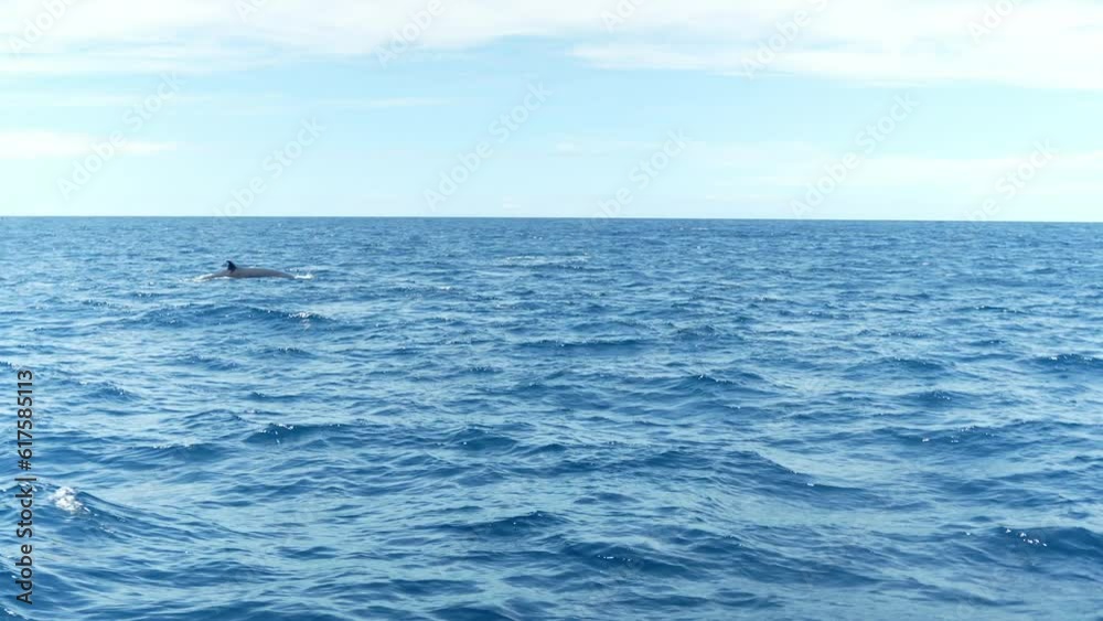Sei whales breaching the surface of the water in Los Gigantes of the Canary Islands in rough seas