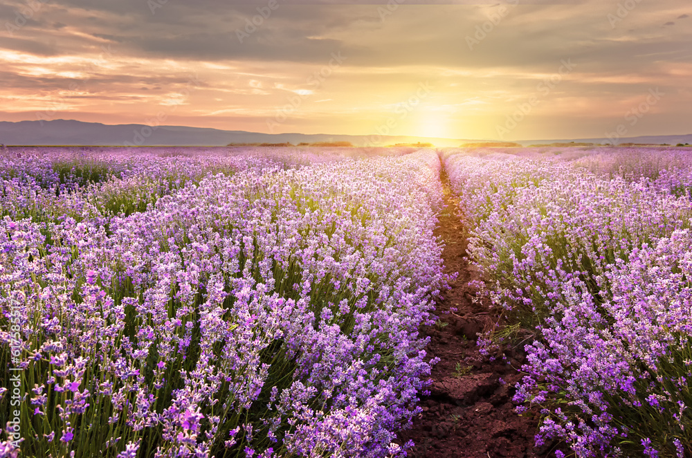 Sunrise over lavender field in Bulgaria