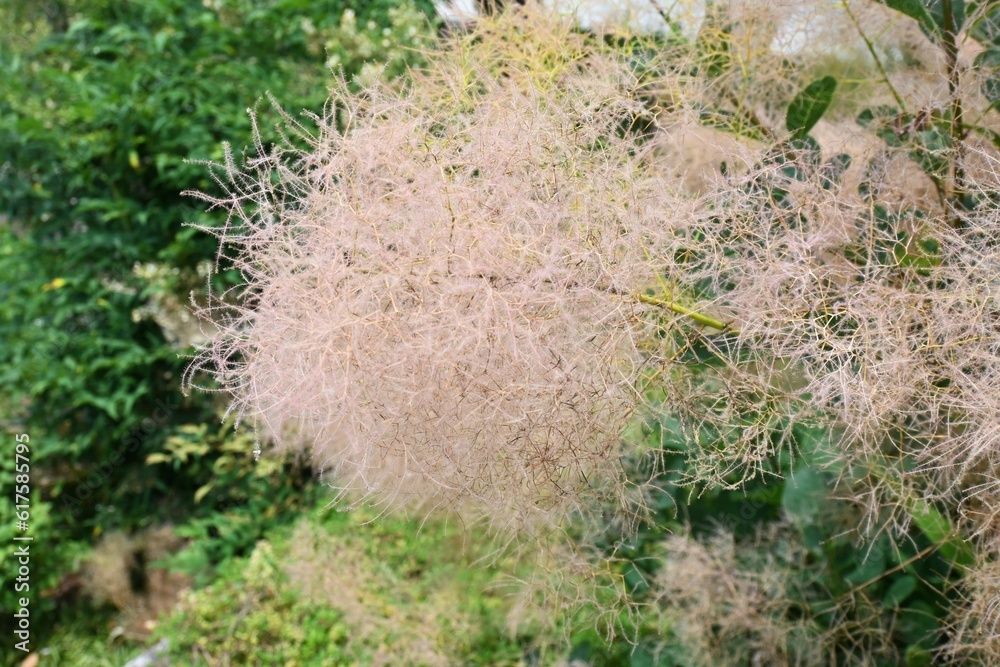 Smoke tree ( Cotinus coggygria ). Anacardiaceae Dioecious deciduous shrub. Smoke tree ( Cotinus coggygria ). Anacardiaceae Dioecious deciduous shrub.