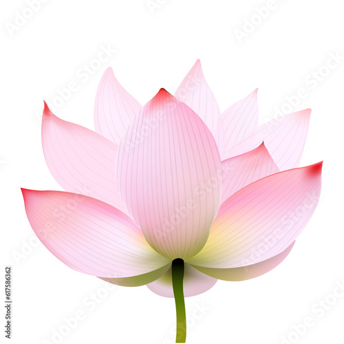 Lotus With Gradient Mesh, Vector Illustration