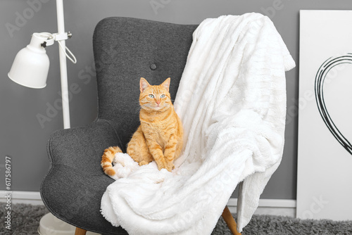 Fotografia Cute ginger cat sitting on armchair at home