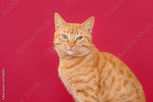 Fototapeta Naklejka Na Ścianę i Meble -  Cute ginger cat on red background, closeup
