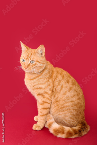 Fototapeta Naklejka Na Ścianę i Meble -  Cute ginger cat on red background