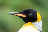 Close-up of king penguin looking at camera South Georgia