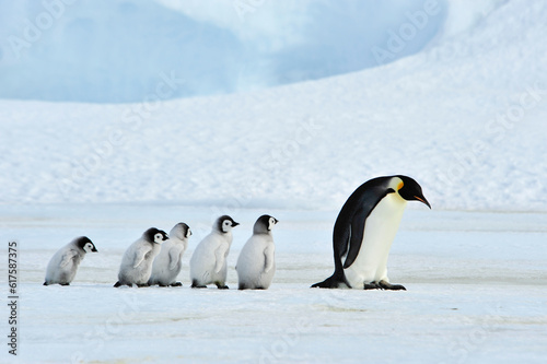 Emperor Penguins with chick Snow Hill in Antarctica