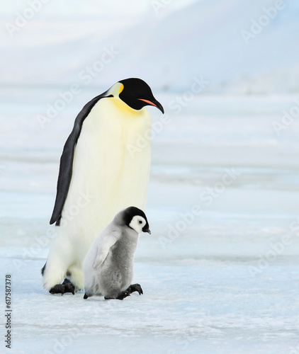 Snow Hill  October 14 to 26   Antarctica 2010 on icebreaker Kapitan Khlebnikov