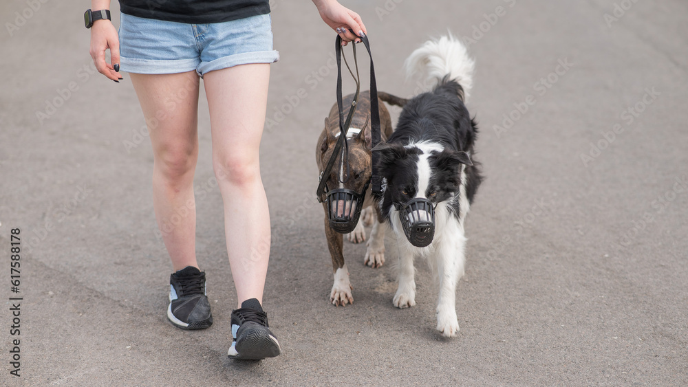 The owner walks two muzzled dogs on a leash. Black and white border collie and brindle bull terrier. 