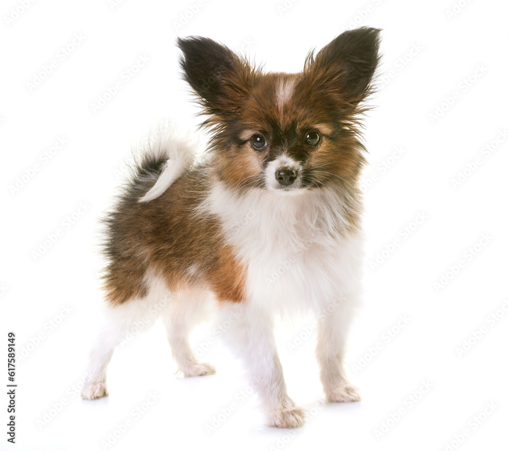 puppy papillon dog in front white background