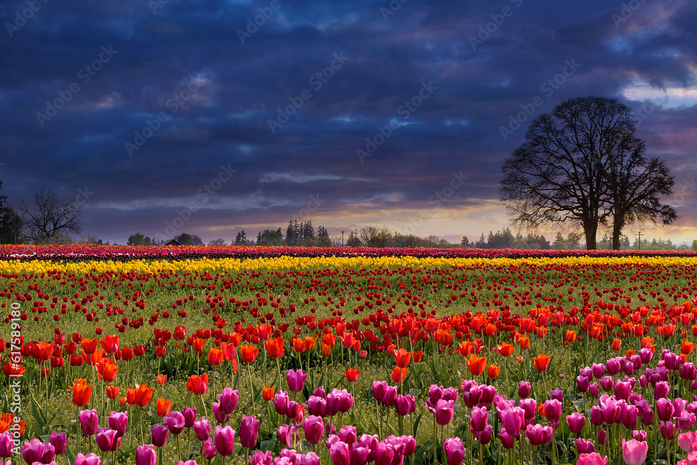 Sunset over fields of colorful tulip flowers in bloom during Spring season Sunset over fields of colorful tulip flowers in bloom during Spring season