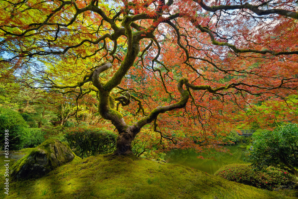 The red Japanese Maple tree at Portland Japanese Garden in spring The red Japanese Maple tree at Portland Japanese Garden in spring