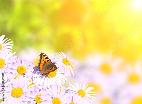 Butterfly on flowers on sunny background of yellow color