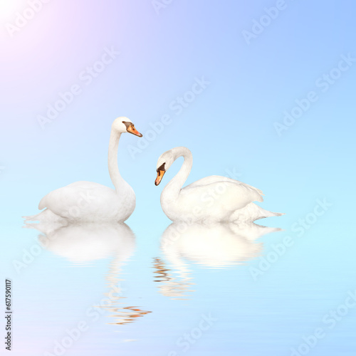 Mute swan on blue water on sunny sky background with reflection in waves. Copy space for your text