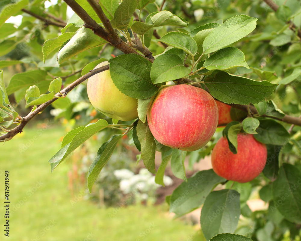 Ripe red apples and green leaves on apple-tree. Summer time Ripe red apples and green leaves on apple-tree. Summer time