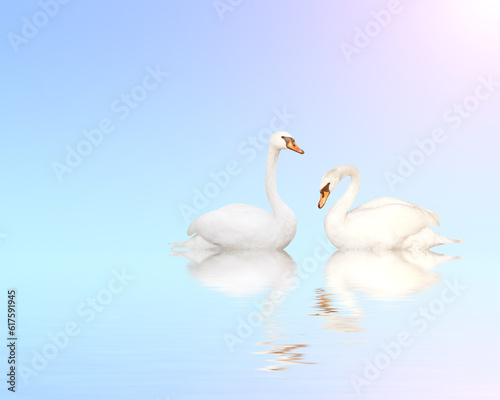Two mute swans on blue water on sunny sky background with reflection in waves. Copy space for your text
