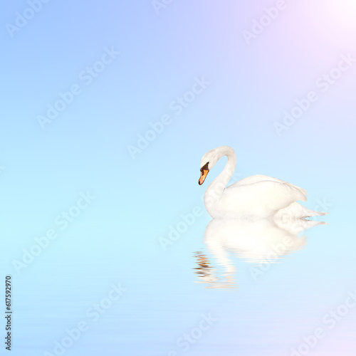 Mute swan on blue water on sunny sky background with reflection in waves. Copy space for your text