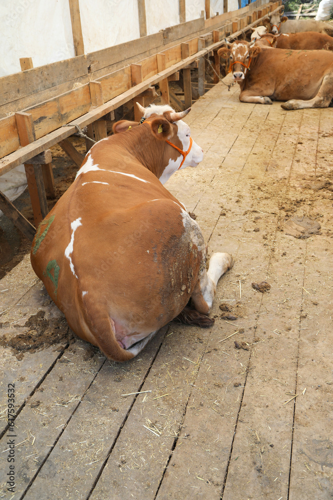 Obraz premium feast of sacrifice and livestock