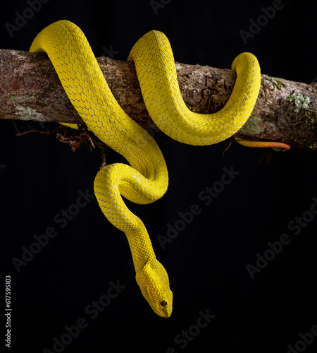 Yellow viper snake in close up and detail isolated black