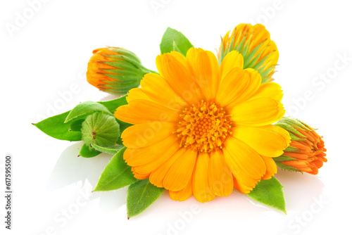 Flowers of calendula with green leaves  isolated on white background.