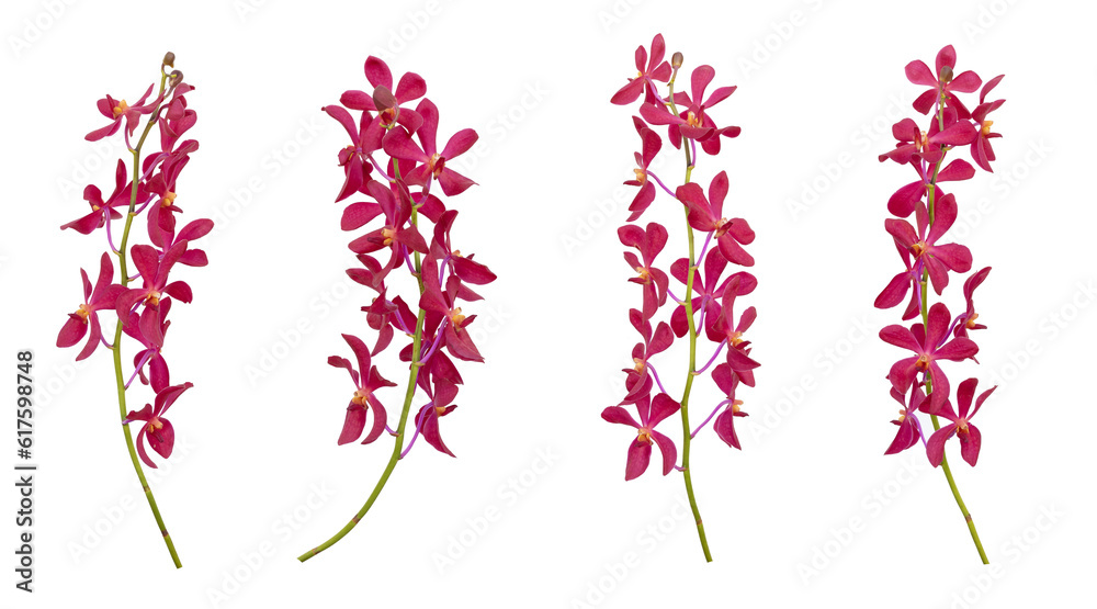 Fototapeta premium Set of cut out red mokara orchids stem isolated on white background