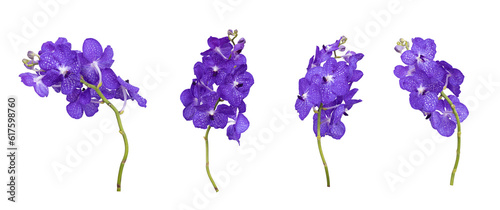 Bilde på lerret Set of cut out blue vanda orchid stem isolated on white background on summer sea