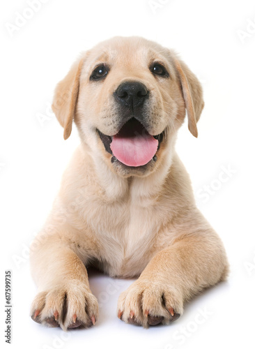 puppy labrador retriever in front of white background