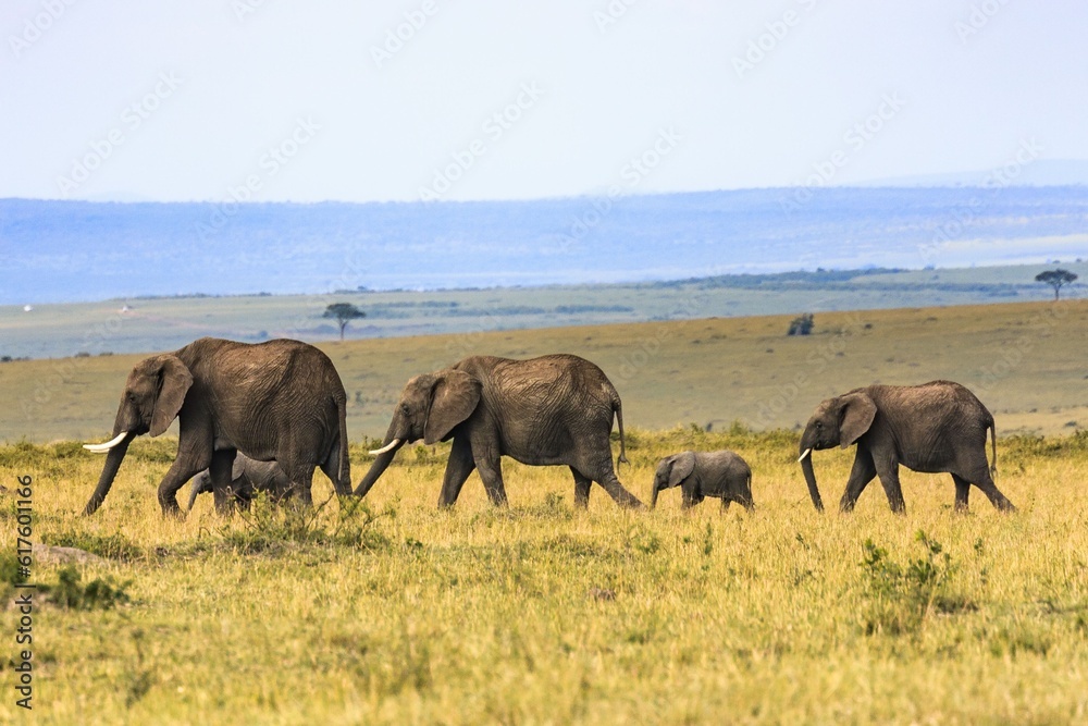 : Wild Elephant in Africa.They live in forests of africa. Ther are very big and toll.It has long two tusks.this is a tame elephant.It eats leaves of trees.It is larges animal among others.They live as : Wild Elephant in Africa.They live in forests of africa. Ther are very big and toll.It has long two tusks.this is a tame elephant.It eats leaves of trees.It is larges animal among others.They live as