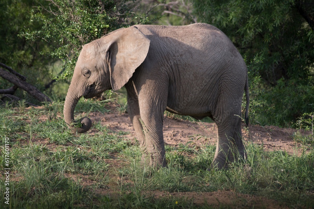 : Wild Elephant in Africa.They live in forests of africa. Ther are very big and toll.It has long two tusks.this is a tame elephant.It eats leaves of trees.It is larges animal among others.They live as